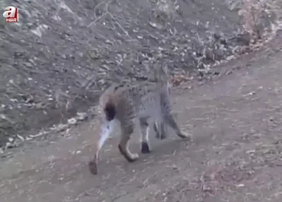 Avını taşıyan vaşak kamerada