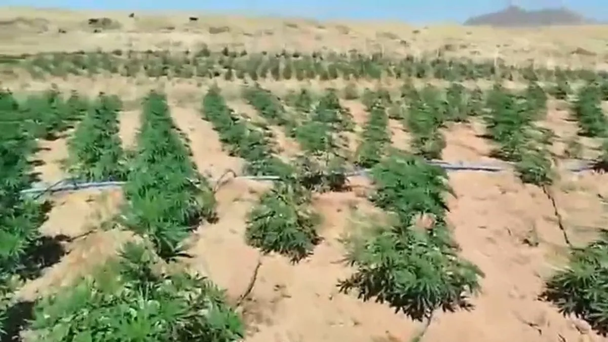 Bingöl'de 23 bin kök kenevir ele geçirildi