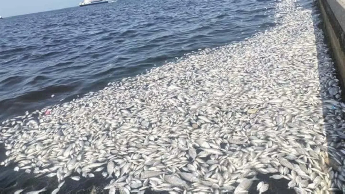 İzmir Körfezi için bakanlık seferber! Acil eylem planı ay sonu açıklanacak