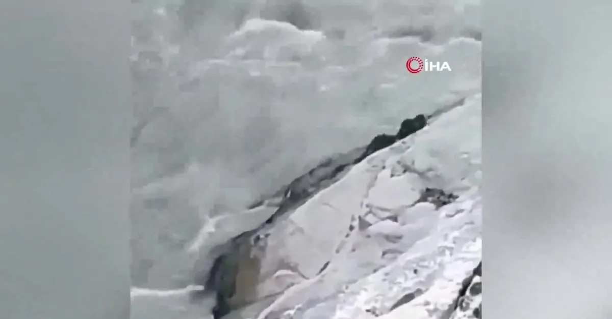 Nesli tükenmekte olan su samurları bu kez grup halinde görüntülendi