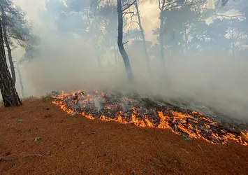 Çanakkale'deki orman yangınlarından güzel haber