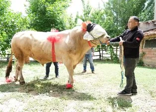 2 tonluk Fırtına satışa çıktı! Kurbanlığı alana bir de hediye var | Peki il il kurbanlık fiyatları ne kadar?