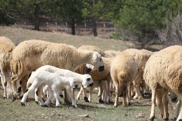 Süt kuzuları onlarca koyun arasında annelerini kokularından tanıyor! Renkli buluşma havadan görüntülendi - 3