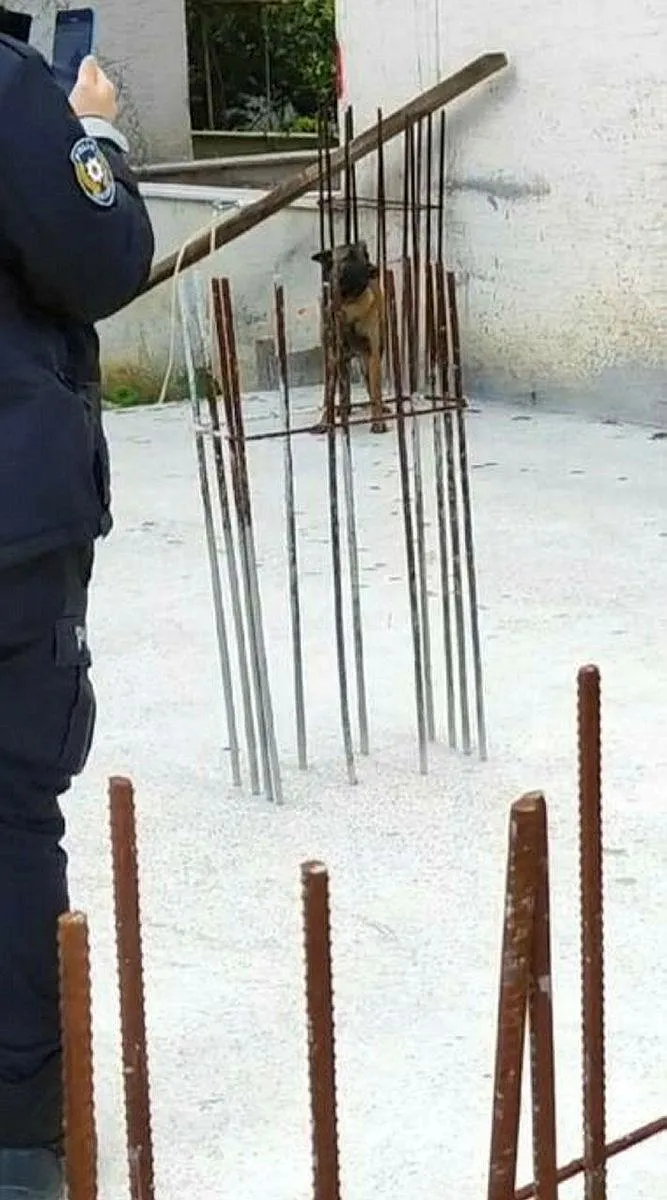 1714919003850.jpeg Bursa'da başıboş köpek dehşeti! 3 çocuğa saldırdı | O anlar kamerada - 4