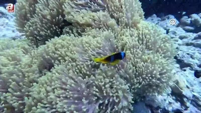 Su altının sevimli canlıları