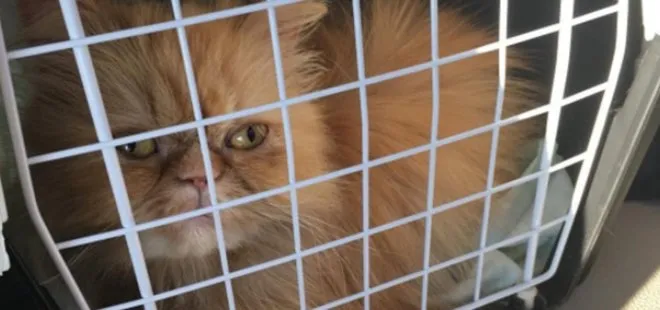 GUPSE ÖZAY KEDİ SAHİPLENDİ