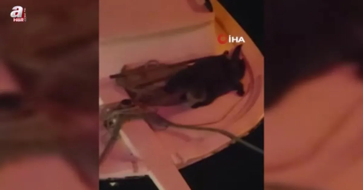 Sinop'ta iki su samuru kamerada