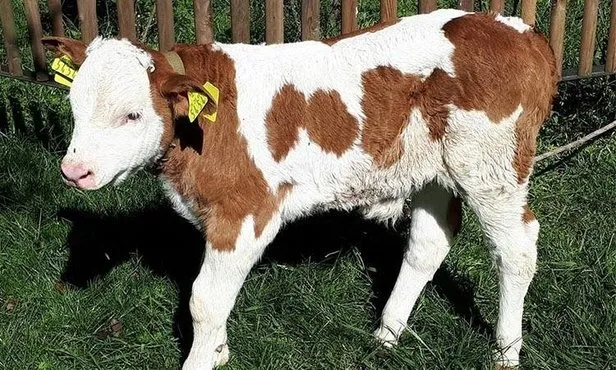 2022 Buzağı destekleri ne zaman yatacak? Buzağı desteği başvuruları başladı mı? İşte tarihler... - 1