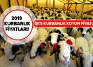 Kurbanlık koyun fiyatları ne kadar? 2019 küçükbaş kurbanlık fiyatları belli oldu!