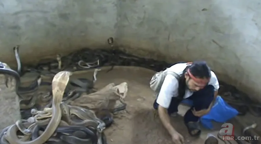 Yılan gösterisi için kobra seçen adam rahatlığıyla hayretler içinde bıraktı! 17