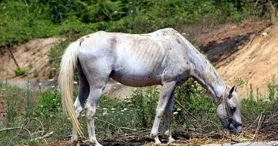 Ruam hastalığı nedir, ölümcül mü? Ruam hastalığı insanlara bulaşır mı? Ruam hastalığı belirtileri neler?