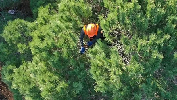 Orman Genel Müdürlüğü personel alımı başvuruları başladı mı? OGM 1.613 personel alımı başvuru şartları nelerdir?
