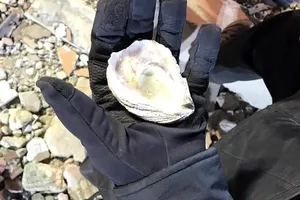 Kartalda yıkılan binanın kolonundan deniz kabuğu çıktı!