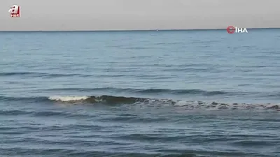 Yunus şöleni: Balık avı kameralara yansıdı