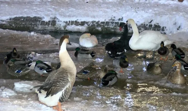 1643339366870.jpg Mogan Gölü ve Kuğulu Park buz tuttu - 3