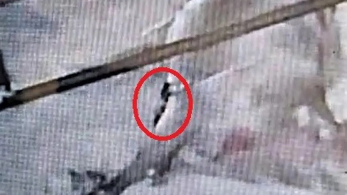 700 kiloluk büyükbaş hayvanı tek hamleyle yere serdi