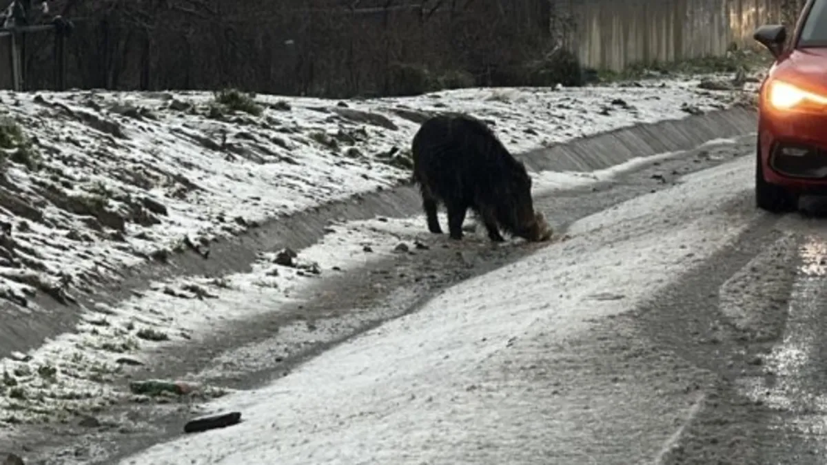 Gören şaşkına döndü! Yol kenarında dikkat çeken manzara