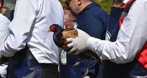 Kahverengi kokarcaya karşı 800 sülün!