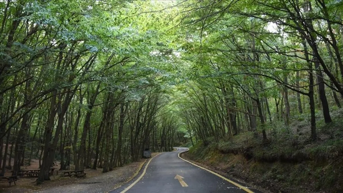 Erzurum’da ormanlık alanlara giriş 30 Ekim’e kadar yasaklandı