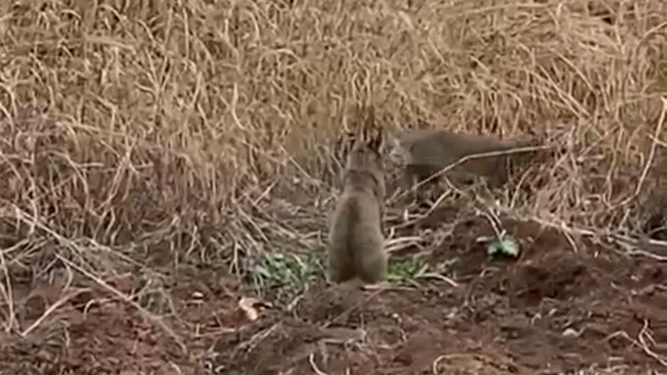 Nesli tükenmekte olan yaban kedisi Mardin’de görüldü