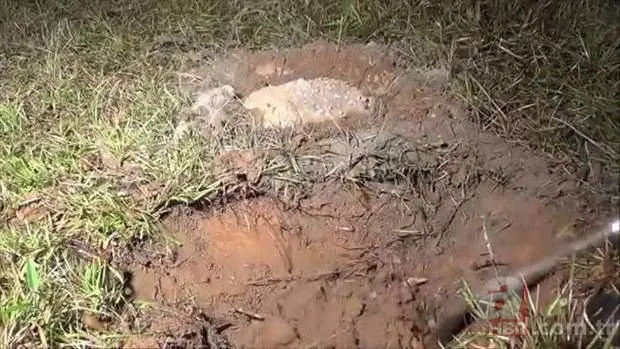 Kırmızı karıncalardan batmayan sal! Haftalarca yüzebiliyorlar 21