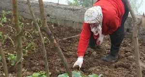 Karadeniz’de ’Ricania simulans’ tehlikesi