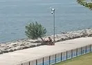 İBB’den Florya sahilinde ağaç kıyımı