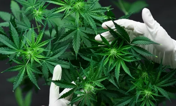 Erdoğan’ın çağrısıyla başladı! Kenevir ekim alanları artıyor