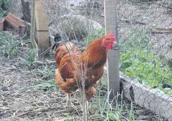 Yumurtlayan horoz şaşırttı