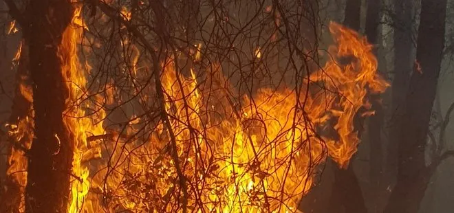 Kütahya’da orman yangını! Çok sayıda ekip sevk edildi