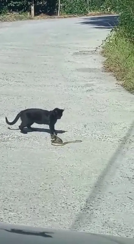 Zonguldak’ta kedi ile yılanın kavgasında sürpriz son! İşte o anlar