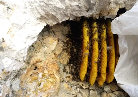 O balı bulmak için 2 bin metre yükseklikte arıyorlar! Kilosunu bin 500 TL’ye satıyorlar