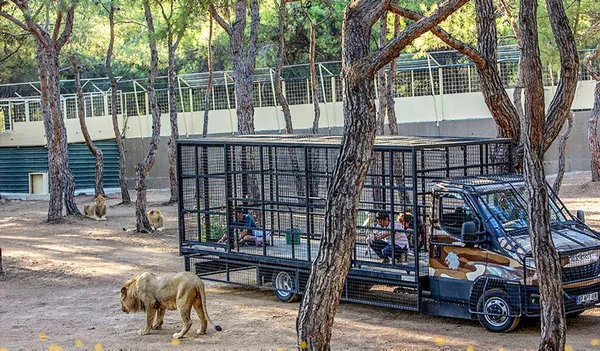 Buna kim izin verdi! Aslan safarisine büyük tepki - 1