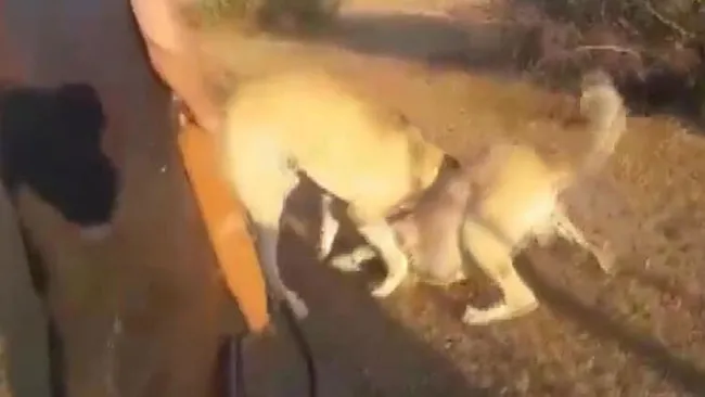 İstanbul'da kangal cinsi köpekleri acımasızca dövüştürüp kameraya aldılar - 1