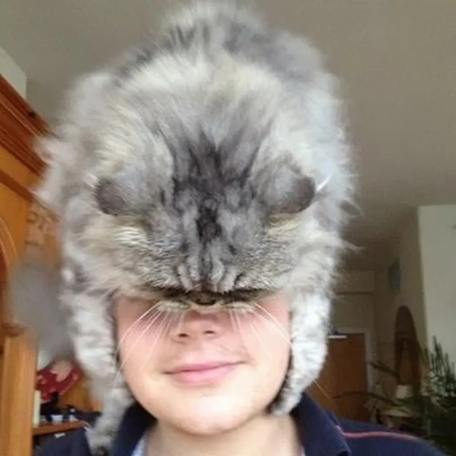 Шапка из кота