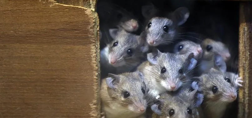 İstanbul Esenyurt'un bazı mahallelerinde fare istilası