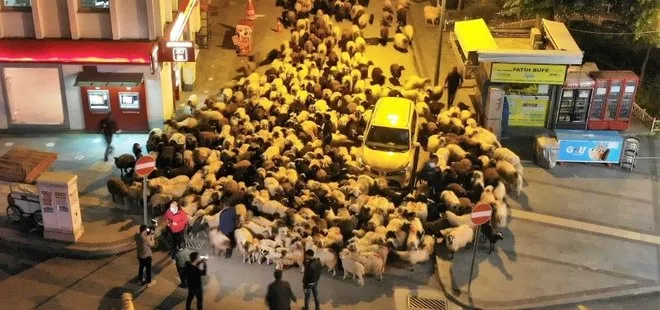 Yüzlerce koyun kent merkezine indi | Sosyal medyada çok konuşulan görüntüler