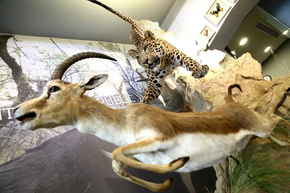 Чучела птиц в музеях мира. Коллекционирование чучел животных. Кунсткамера зоологический музей. Музей в питере с чучелами. Зоологический музей нижний новгород.