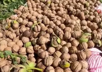 Şırnak'ta ceviz hasadı