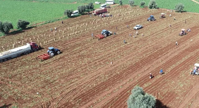turkiyenin-en-erkenci-patatesinde-hasat-basladi-1712225658926.jpg Türkiye’nin en erkenci patatesinde hasat başladı - 1
