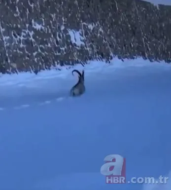 Dağ keçisinin zor anları! Hakkari'deki yoğun kar yağışı onları da olumsuz etkiledi 5