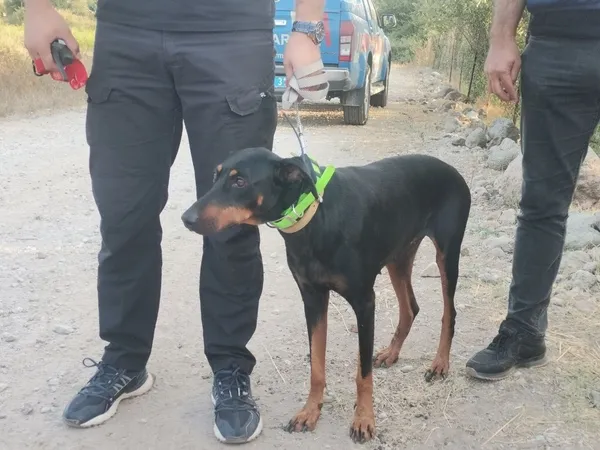 1693547968661.jpg Korhan Berzeg'i arama çalışmaları 77. gününde! Tina sahibini arıyor: Sabahın ilk ışıklarıyla çalışmalar başladı - 10