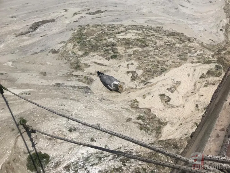 İzmit Körfezi'nde yeniden ortaya çıktı: Martı salyaya saplandı 1