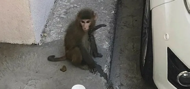 Maymun firarda! İzmir’de sokakta başıboş halde gezerken bulundu