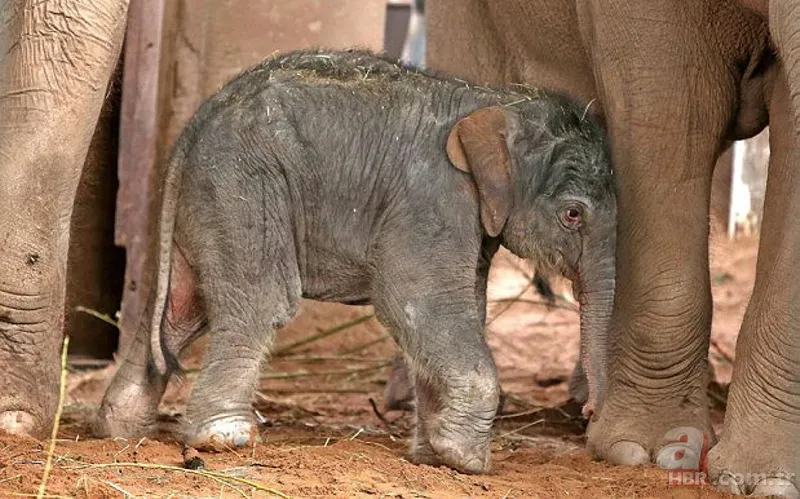 Bilim insanları geliştirdi! Artık uzaydan sayılabilecekler