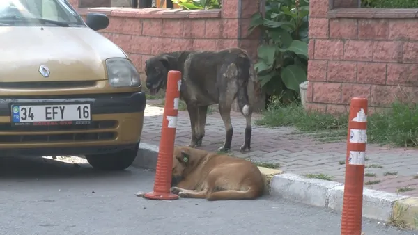 1662090369863.jpg Başıboş köpekler için hayvan dostu formül! Soruna restoranlar el attı - 4