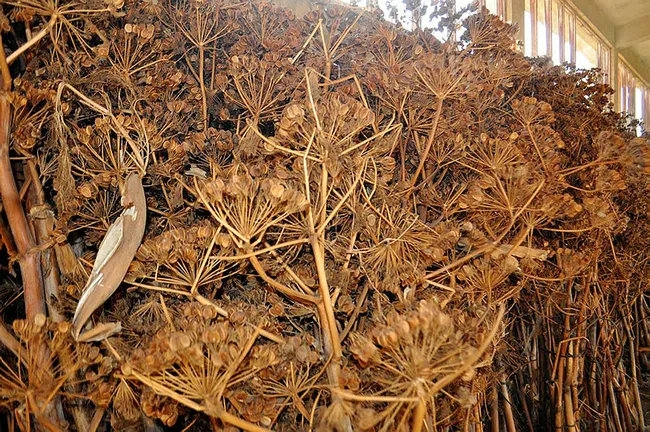 Manisa’da köylülerin topladığı ürünler 4 ülkeye peyzaj ürünü olarak ihraç ediliyor - 8