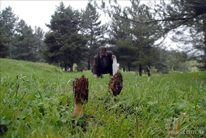 Bayram tatilini fırsat bilip ormana akın ettiler! Kilosu 500 liradan alıcı buluyor 17