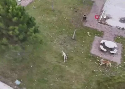 Drone gören köpekler böyle saldırdı