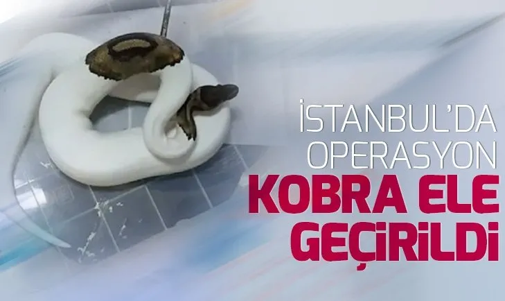 istanbul da egzotik havyan operasyonu